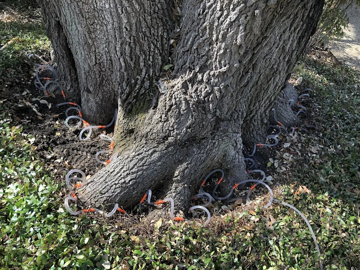 Detailed Tree Cabling and Bracing job site in North Fairfield