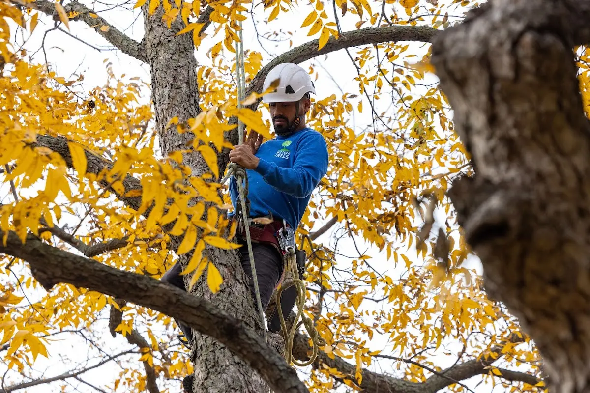 Skilled Tree Pruning crew working in North Fairfield